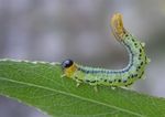 Nematus pavidus